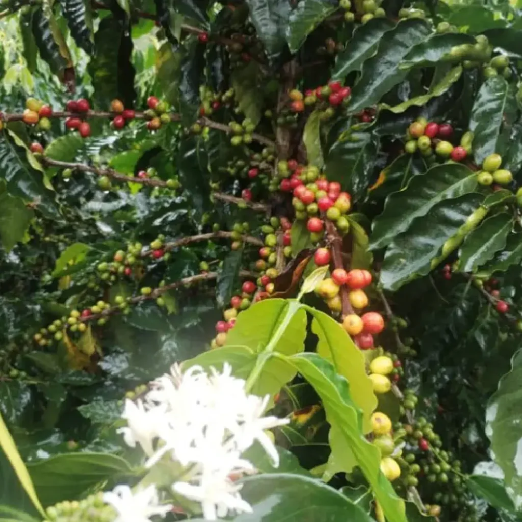 mesa de trabajo 2 100 (1) (1)