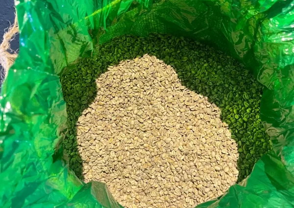 IMG_6700 (1) (1) (1)